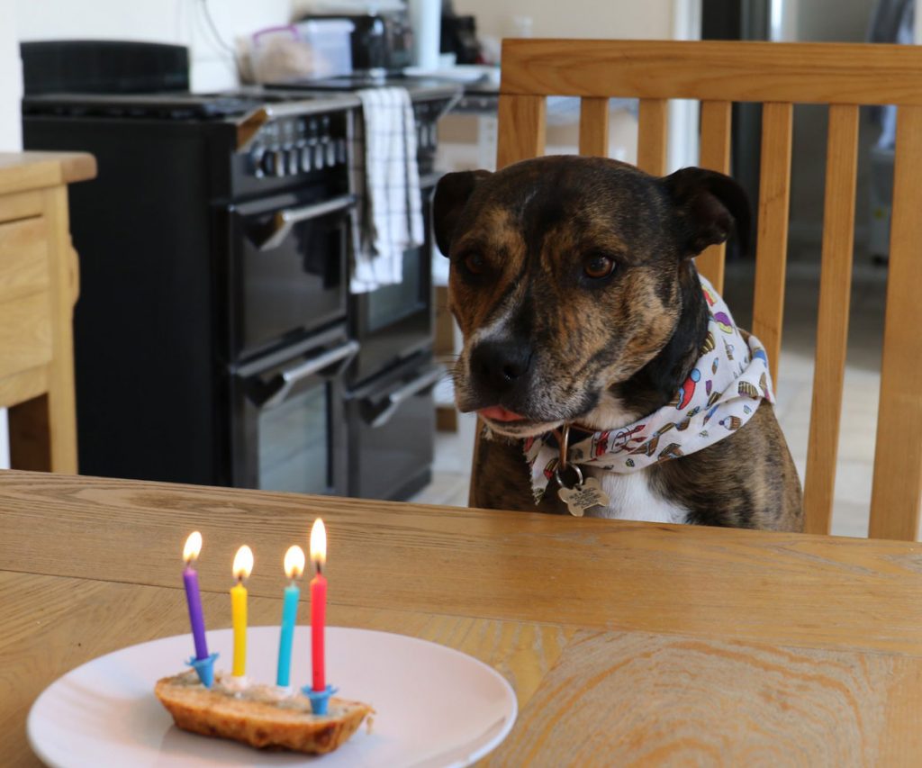 Dog blowing out candles on a cake