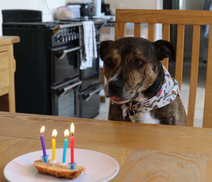 Vegan Dog Birthday Cake | Plant-Based